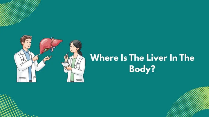 Where Is The Liver In The Body?