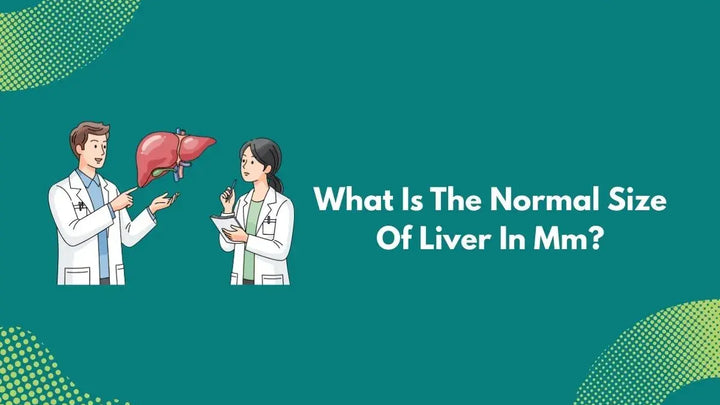 What Is The Normal Size Of Liver In Mm?