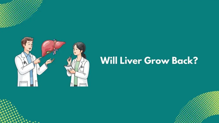 Will Liver Grow Back?