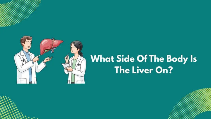 What Side Of The Body Is The Liver On?