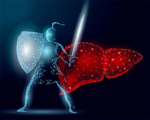 The Liver: Your Bodyโs Silent Hero