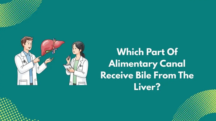 Which Part Of Alimentary Canal Receive Bile From The Liver?