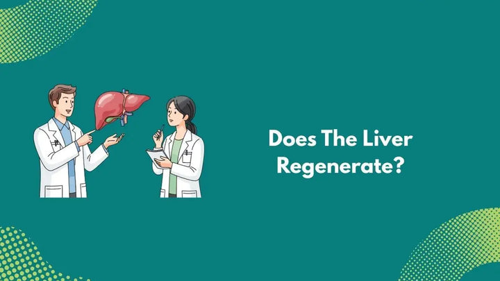 Does The Liver Regenerate?