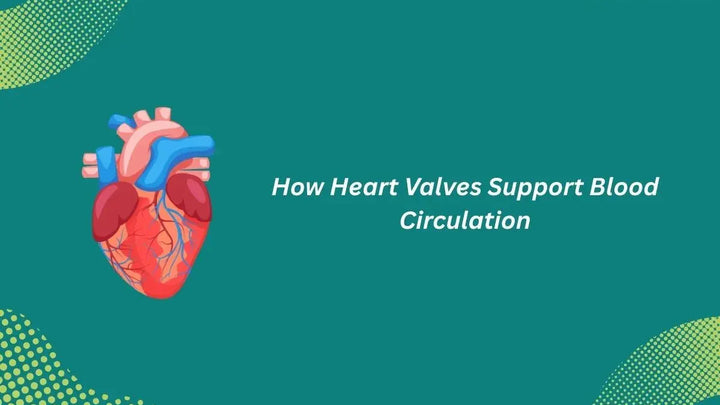 Heart Valves and Circulation
