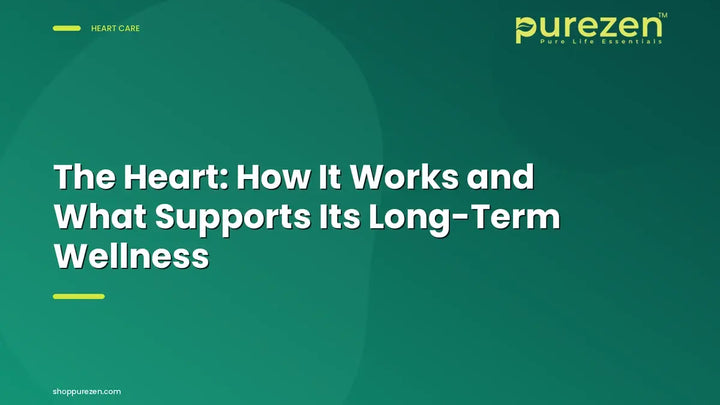 The Heart: How It Works and What Supports Its Long-Term Wellness